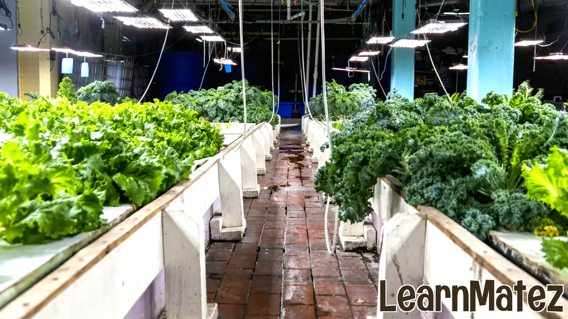 Innovative Aquaponics System Enhances Education and Food Security