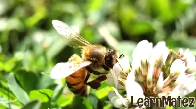 Enhancing Pollinator Habitats: Upcoming Education Series