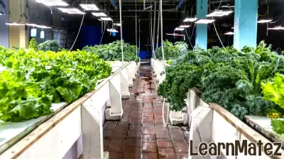 Innovative Aquaponics System Enhances Education and Food Security
